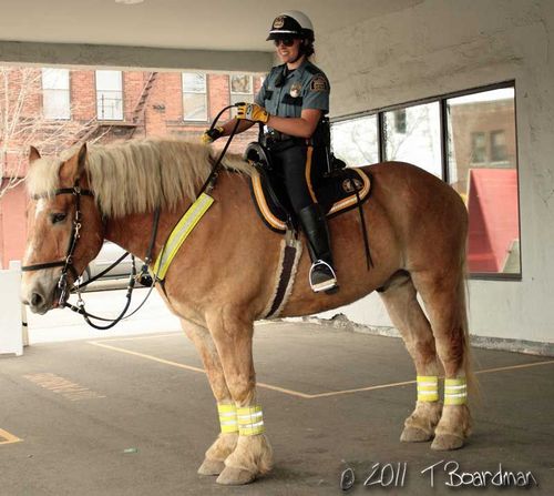 mounted Police wm