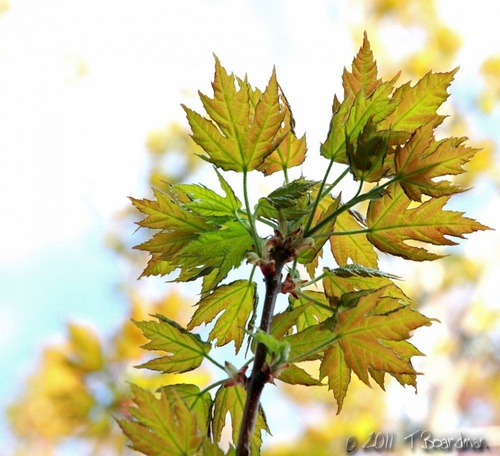 Silver Maple leaf