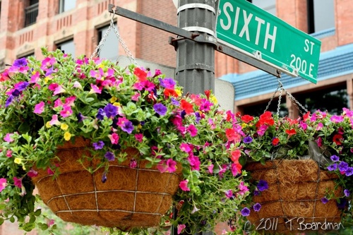 6th street flower basket