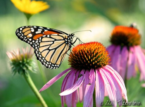 butterfly and cone flower