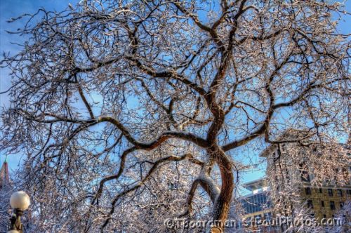 frosty treew