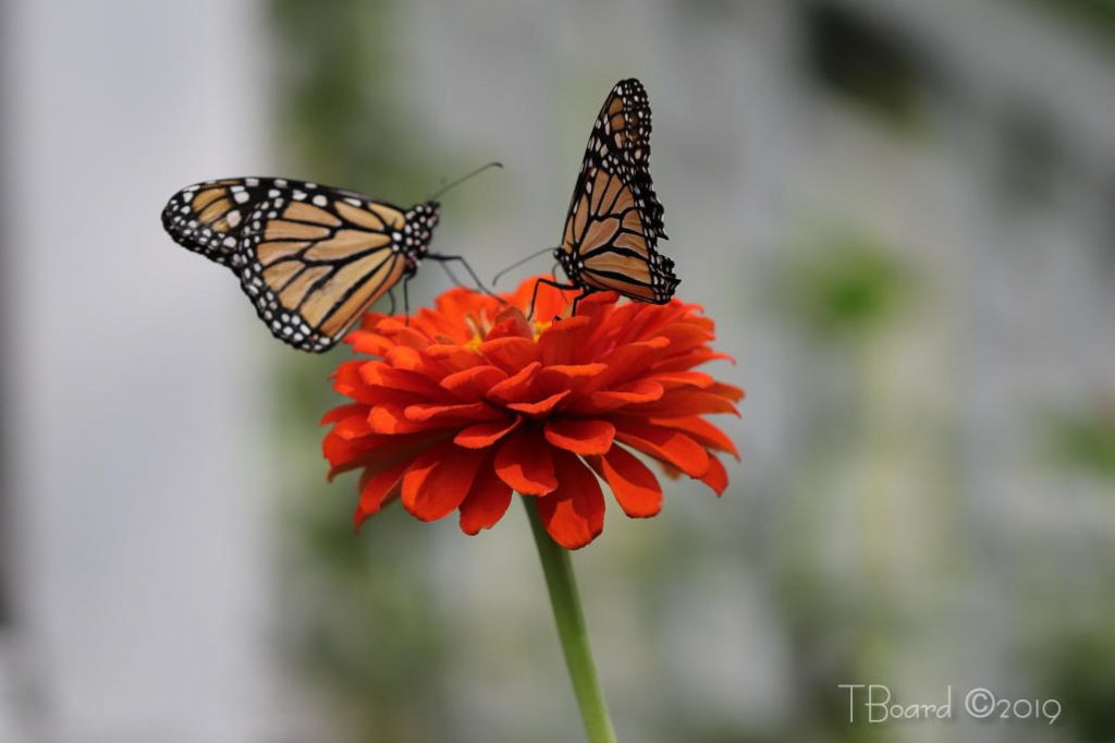 butterflies on a zinnia