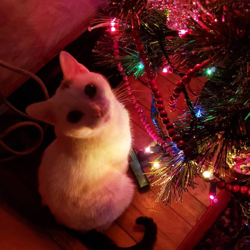 Cat and tree
