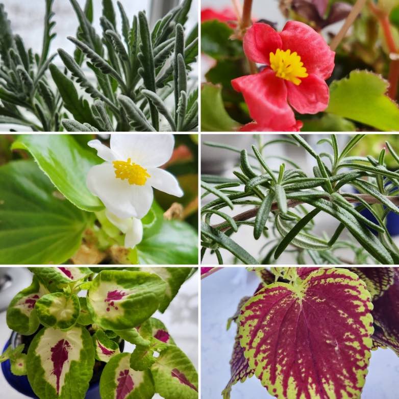 collage of plants