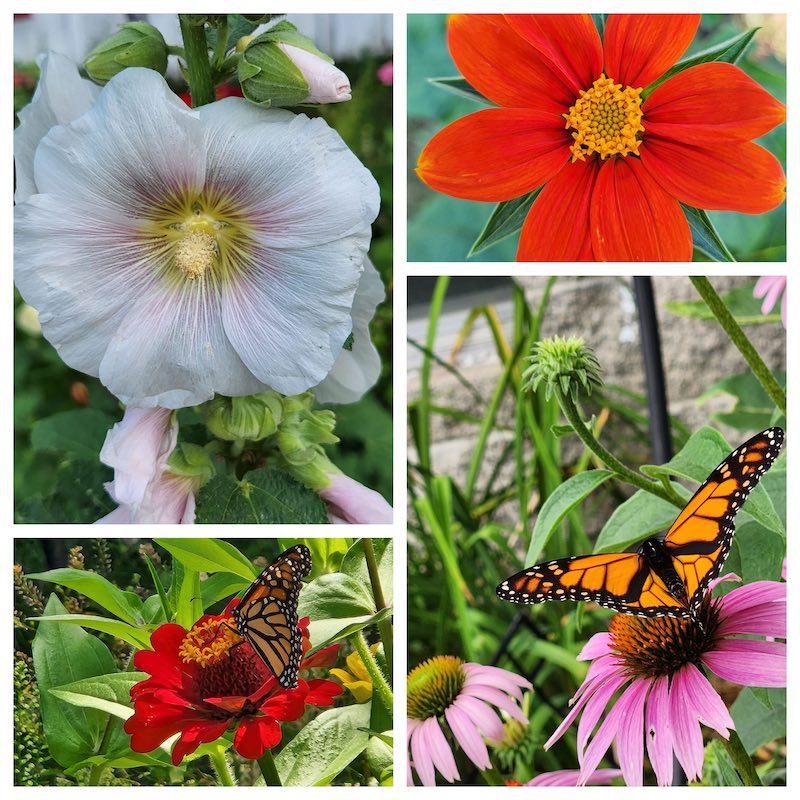 collage of flowers from my garden
