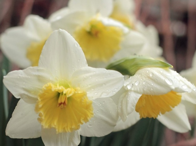 Got Tulips? You will if you plant this fall St. Paul Real Estate Blog